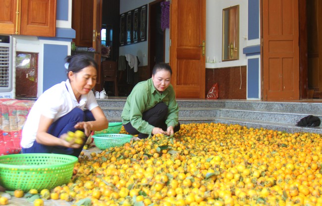 Loại cây trồng dưới chân núi thiêng ở Nghệ An, năm nay giá "treo" cao kỷ lục nhưng vì sao dân vẫn buồn - Ảnh 4.