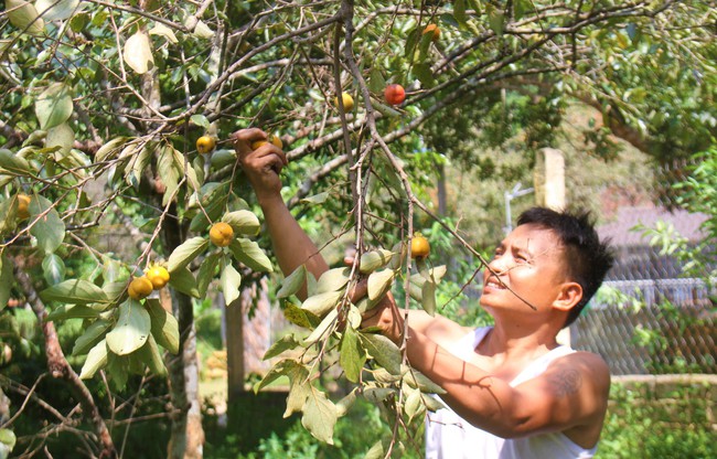 Loại cây trồng dưới chân núi thiêng ở Nghệ An, năm nay giá "treo" cao kỷ lục nhưng vì sao dân vẫn buồn - Ảnh 2.