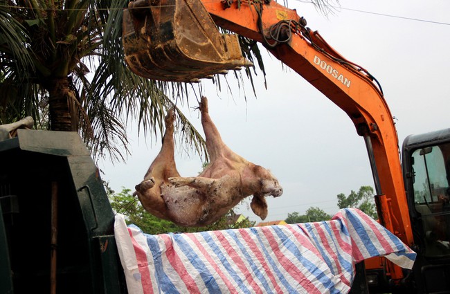 Nghệ An: Nếu để dịch bệnh trên động vật lây lan, lãnh đạo địa phương phải chịu phê bình trước Chủ tịch tỉnh - Ảnh 1.