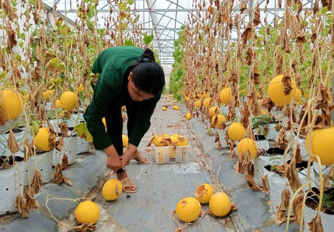 Hàng ngàn cây dưa lưới chết rũ trong nhà màng, anh nông dân Nghệ An "đánh rơi" cả trăm triệu đồng - Ảnh 2.