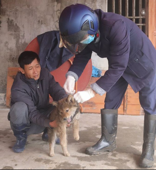 Chó thả rông, chó lạ gây họa cho nhiều người- Ảnh 2.