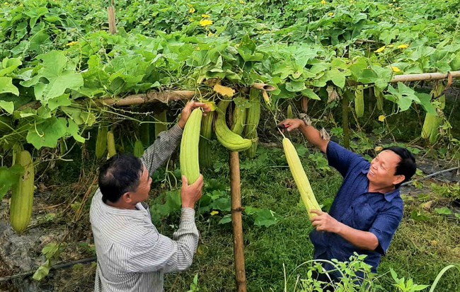 Dân nơi này ở Nghệ An trồng loại cây quả trĩu giàn, để khô lấy thứ người xưa bỏ đi nay bán kiếm bội tiền - Ảnh 4.