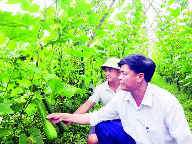 Vườn bí xanh tạo “vận đỏ” cho cựu lái xe  - Ảnh 2.