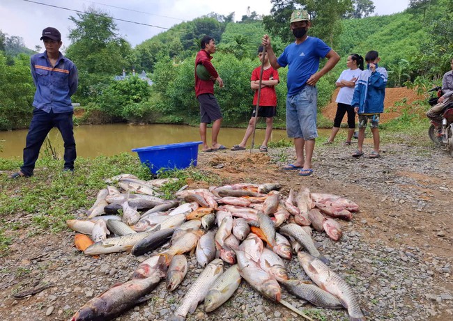 Nghệ An: Hơn 1 tấn cá nuôi của 4 hộ nông dân nghi bị đầu độc- Ảnh 6.