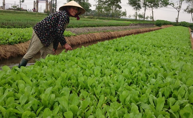 Thừa Thiên Huế phát triển diện tích trồng rau an toàn, bảo đảm truy xuất nguồn gốc lên 636 ha- Ảnh 1.