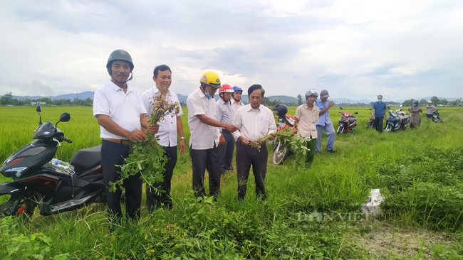 Quảng Ngãi: Nông nghiệp thị xã Đức Phổ vượt khó, tăng trưởng vượt kế hoạch năm 2024- Ảnh 2.