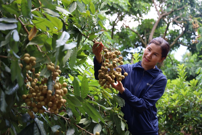 Các “vựa” trái cây miền Bắc sản xuất bài bản, hiệu quả - Ảnh 1.