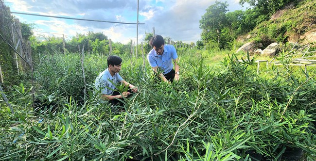 Bảo tồn, phát triển cây “thần dược” xáo tam phân  - Ảnh 2.