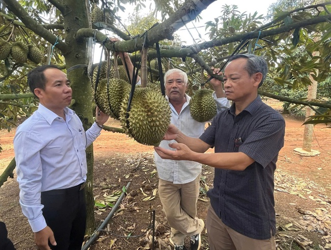 Phú Yên: Khai thác sản phẩm tiềm năng ở miền núi để phát triển sản phẩm OCOP - Ảnh 1.