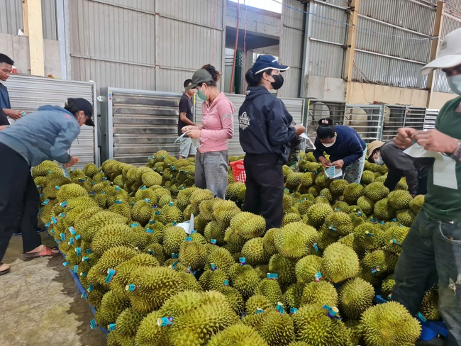 Những người  “gõ trái - hái tiền” ở cao nguyên - Ảnh 2.