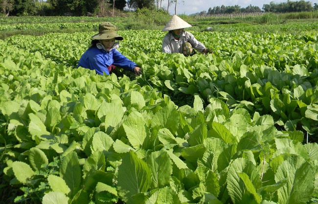 TP.Quảng Ngãi: Đẩy mạnh cơ cấu lại ngành nông nghiệp theo hướng hiện đại và phát triển theo chuỗi giá trị - Ảnh 2.