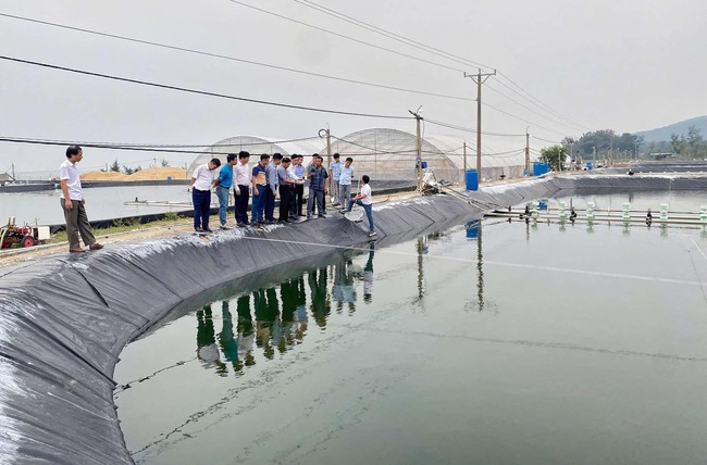 Nhà quản lý, nhà khoa học, doanh nghiệp, người nuôi bàn giải pháp nâng giá trị chuỗi ngành tôm- Ảnh 4.