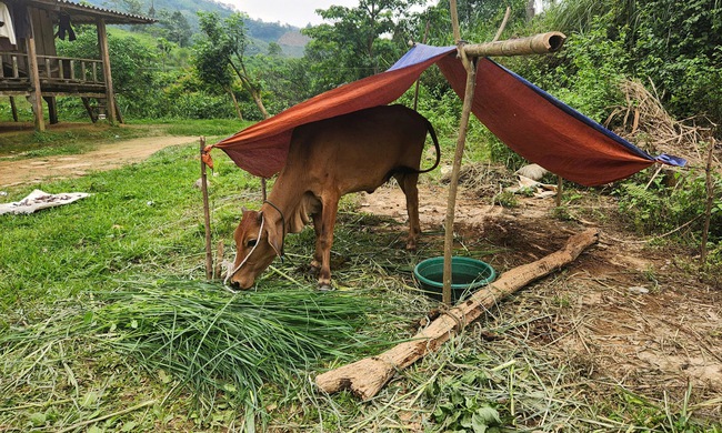 Phòng chống dịch bệnh lở mồm long móng - nhìn từ Quảng Trị: Kiểm soát chặt con giống hỗ trợ - Ảnh 1.