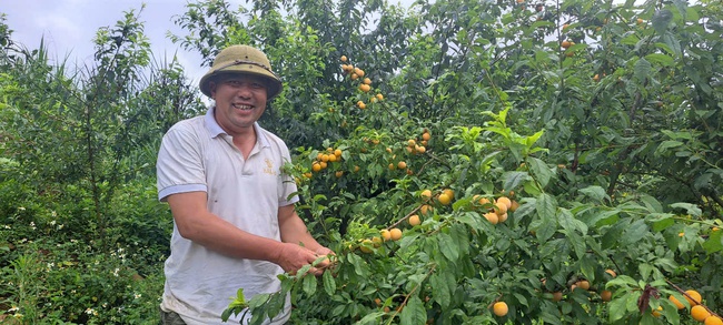 Giã từ những mùa hoa anh túc, nông dân chuyển sang trồng cây ăn quả, làm giàu - Ảnh 1.