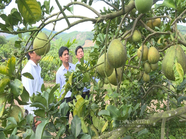 Quảng Ngãi: Nông nghiệp gắn du lịch nông thôn giúp huyện Mộ Đức đang có kết quả tốt- Ảnh 3.