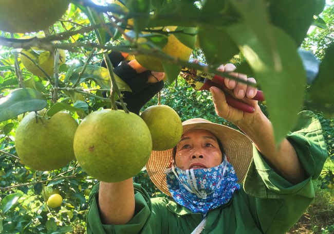 Dân xã này ở Nghệ An thu hoạch loại quả đặc sản, thu về tiền tỷ nhưng vì sao dân vẫn không vui - Ảnh 5.