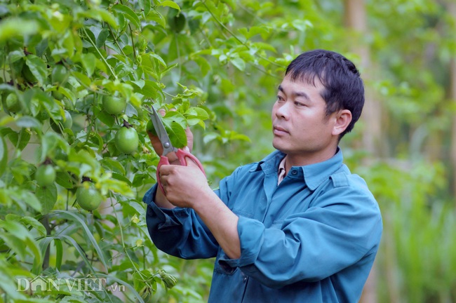 Cơ hội lớn xuất khẩu chính ngạch chanh leo vào Mỹ - Ảnh 1.