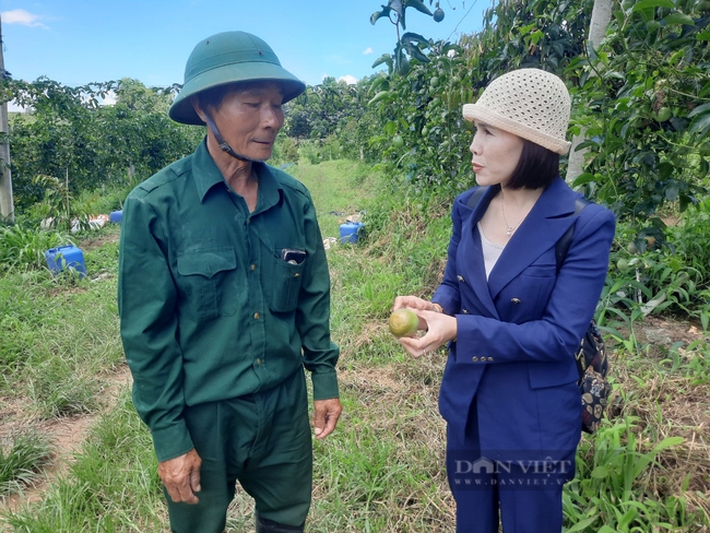 Cơ hội lớn xuất khẩu chính ngạch chanh leo vào Mỹ - Ảnh 2.