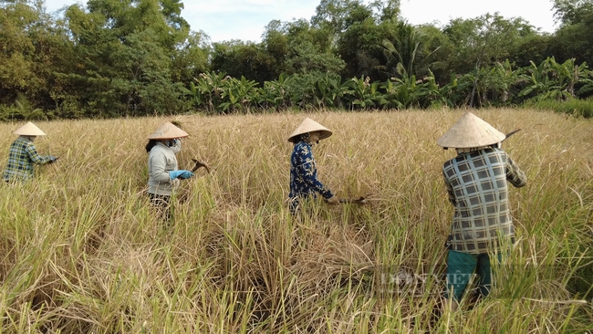 U70 góp công bảo tồn giống lúa mùa quý hiếm  - Ảnh 2.