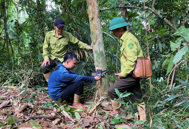 Vào một khu rừng nổi tiếng ở Nghệ An đặt loại bẫy đặc biệt động vật hoang dã đi qua là chụp ảnh - Ảnh 3.