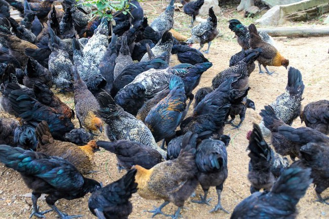 Loài gà có nguồn gốc từ gà rừng, nuôi thành công ở Quảng Ngãi, nông dân bán 150.000 đồng/kg- Ảnh 1.