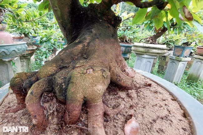 Biến gốc mai vàng hết giá trị, bị chết ngọn, hỏng cành…  thành những cây cảnh bonsai độc đáo, thu bạc triệu- Ảnh 3.