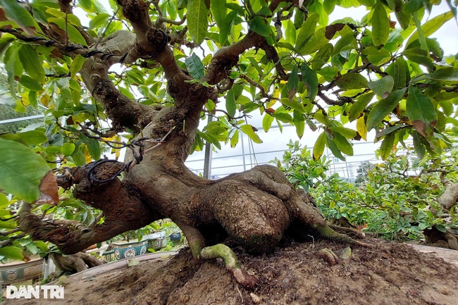 Biến gốc mai vàng hết giá trị, bị chết ngọn, hỏng cành…  thành những cây cảnh bonsai độc đáo, thu bạc triệu- Ảnh 4.