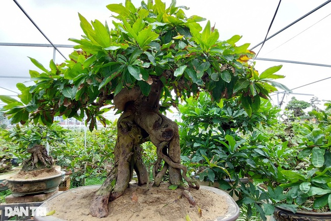 Biến gốc mai vàng hết giá trị, bị chết ngọn, hỏng cành…  thành những cây cảnh bonsai độc đáo, thu bạc triệu- Ảnh 2.