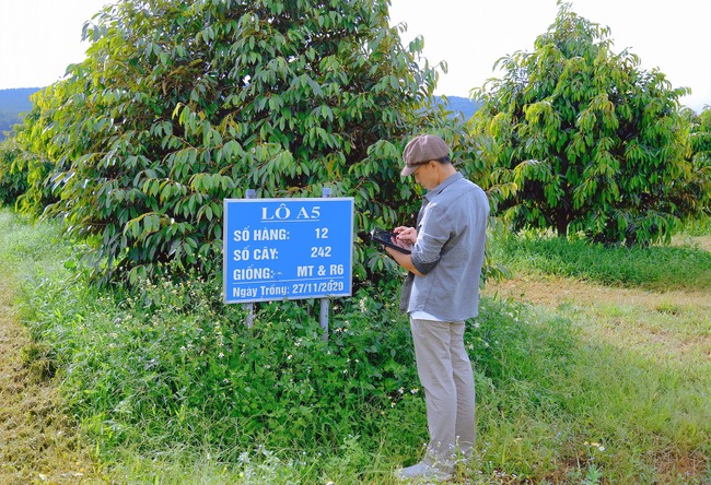 Từ vùng đất cao su cằn cỗi, xuất hiện vườn sầu riêng 55ha công nghệ cao, đầu tư hiện đại nhất Bình Phước- Ảnh 2.