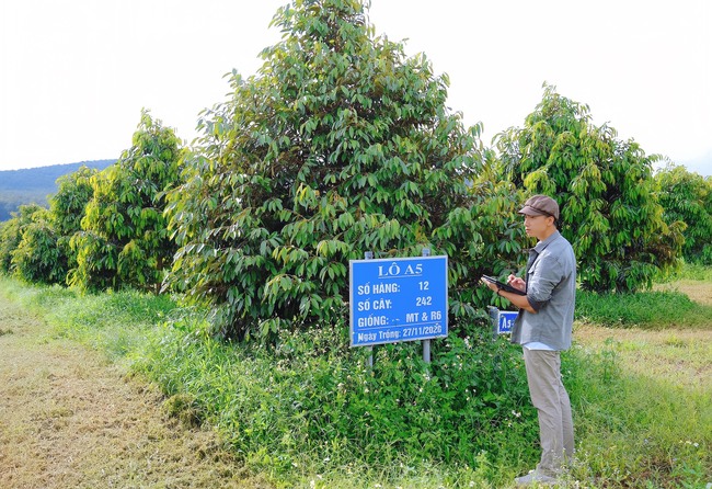 Chàng thạc sĩ trồng "cây tiền tỷ" ở Bình Phước, trang trại đẹp như phim, máy thay người làm việc- Ảnh 4.