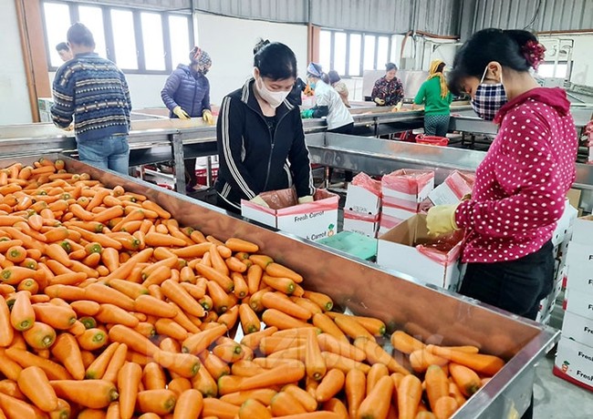 Việt Nam nhận dồn dập đơn hàng, rau quả sẽ mang về 6-6,5 tỷ USD- Ảnh 1.