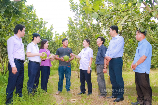 Năm 2024, Hội Nông dân tỉnh Khánh Hòa đầu tư vốn Quỹ Hỗ trợ nông dân cho những mô hình mới- Ảnh 1.
