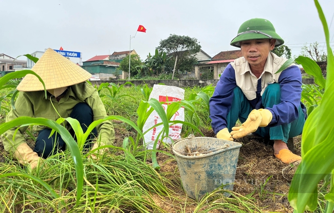 Loại củ thơm lừng giá đang cao, dân nơi này ở Nghệ An tranh thủ thu hoạch sớm để chốt lãi- Ảnh 1.