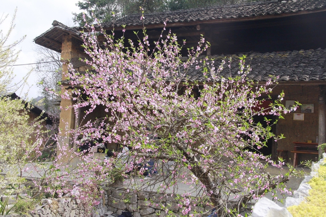 Hết tết từ lâu mà một thôn ở Hà Giang loại hoa mùa xuân vẫn đang nở tưng bừng đẹp mê thế này đây- Ảnh 4.