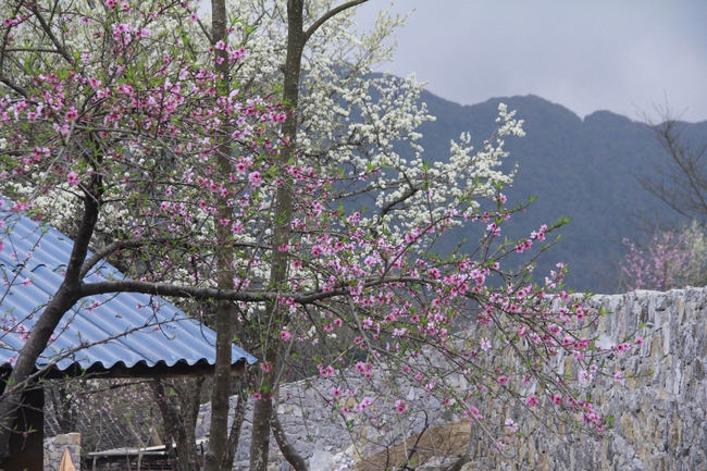 Hết tết từ lâu mà một thôn ở Hà Giang loại hoa mùa xuân vẫn đang nở tưng bừng đẹp mê thế này đây- Ảnh 14.