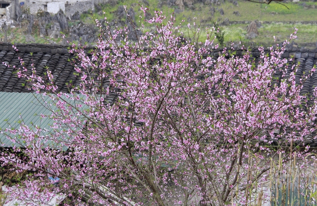 Hết tết từ lâu mà một thôn ở Hà Giang loại hoa mùa xuân vẫn đang nở tưng bừng đẹp mê thế này đây- Ảnh 5.