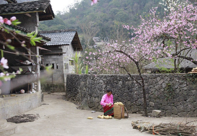 Hết tết từ lâu mà một thôn ở Hà Giang loại hoa mùa xuân vẫn đang nở tưng bừng đẹp mê thế này đây- Ảnh 12.