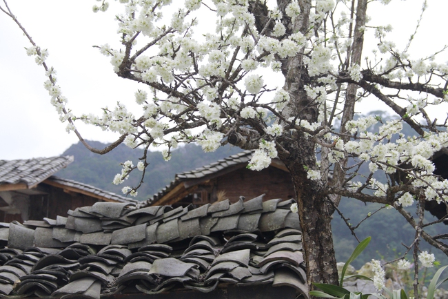 Hết tết từ lâu mà một thôn ở Hà Giang loại hoa mùa xuân vẫn đang nở tưng bừng đẹp mê thế này đây- Ảnh 10.