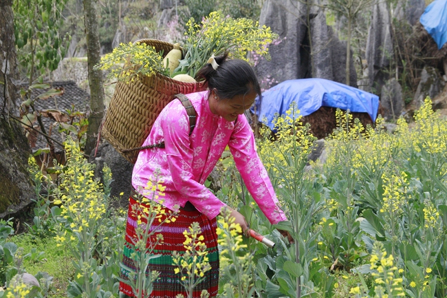 Hết tết từ lâu mà một thôn ở Hà Giang loại hoa mùa xuân vẫn đang nở tưng bừng đẹp mê thế này đây- Ảnh 13.