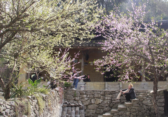 Hết tết từ lâu mà một thôn ở Hà Giang loại hoa mùa xuân vẫn đang nở tưng bừng đẹp mê thế này đây- Ảnh 3.