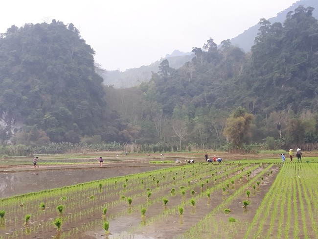 Một huyện "nghèo 30a" ở Hà Giang đang làm cách nào để giúp nông dân nâng cao hiệu quả sản xuất?- Ảnh 3.
