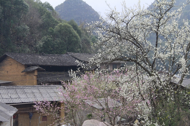 Hết tết từ lâu mà một thôn ở Hà Giang loại hoa mùa xuân vẫn đang nở tưng bừng đẹp mê thế này đây- Ảnh 11.