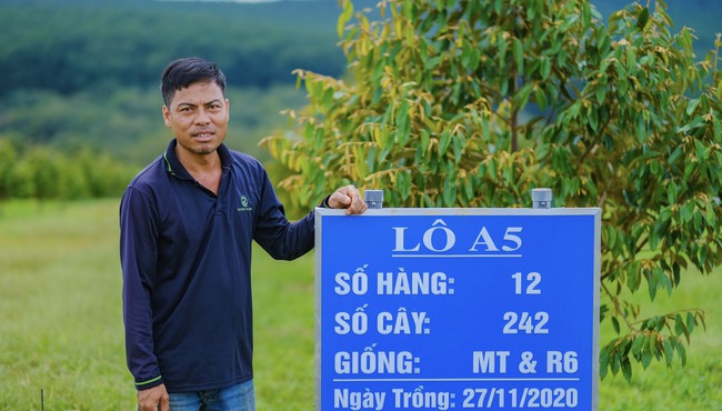 Chàng thạc sĩ trồng "cây tiền tỷ" ở Bình Phước, trang trại đẹp như phim, máy thay người làm việc- Ảnh 6.