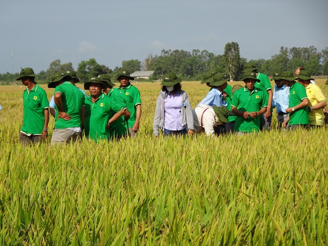 Khuyến nông “bắt tay” doanh nghiệp hỗ trợ trồng lúa thông minh, nông dân lời thêm 3-5,8 triệu đồng/ha - Ảnh 1.