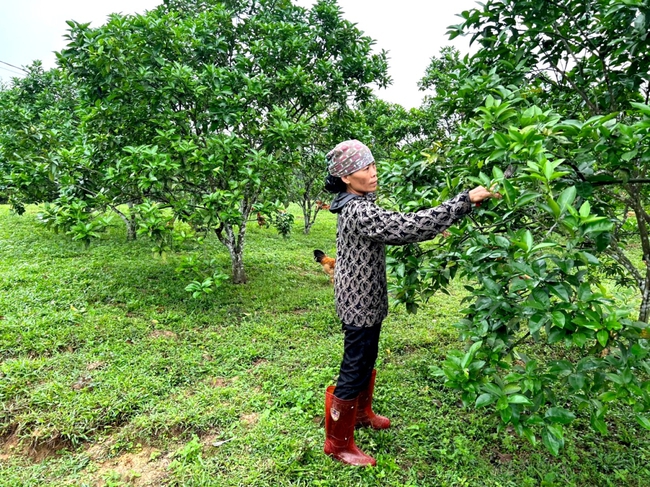 Quỹ Hỗ trợ nông dân tỉnh Quảng Ninh giúp nhiều hội viên thoát nghèo, vươn lên phát triển kinh tế- Ảnh 1.