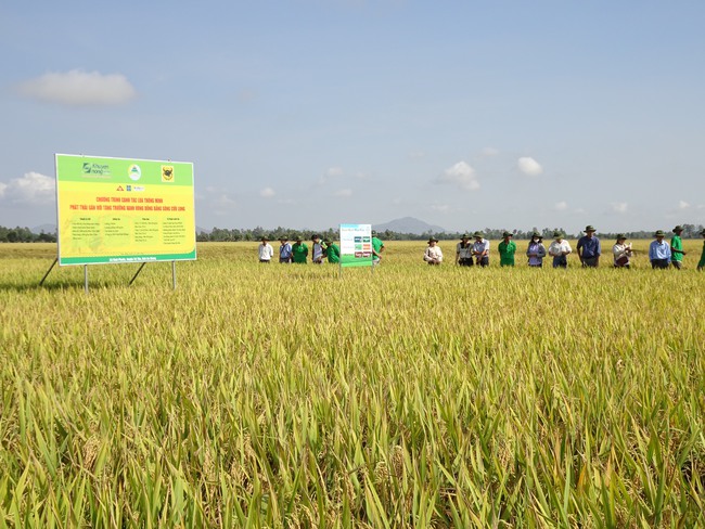 Khuyến nông “bắt tay” doanh nghiệp hỗ trợ trồng lúa thông minh, nông dân lời thêm 3-5,8 triệu đồng/ha - Ảnh 2.