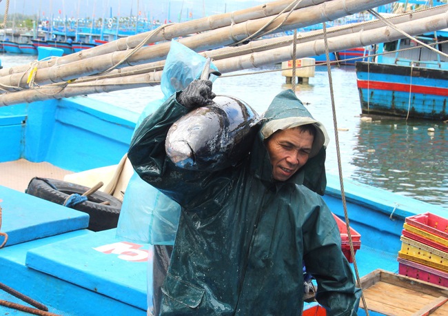 Trúng "đậm" cá ngừ đại dương, đầu năm ngư dân Bình Định hăng hái ra khơi đánh bắt xuyên Tết- Ảnh 5.