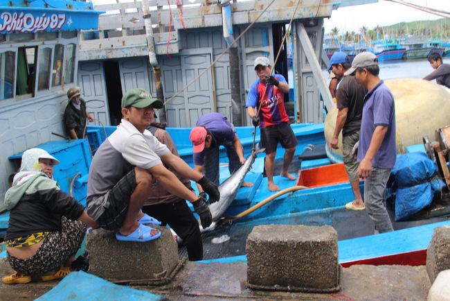 Trúng "đậm" cá ngừ đại dương, đầu năm ngư dân Bình Định hăng hái ra khơi đánh bắt xuyên Tết- Ảnh 7.