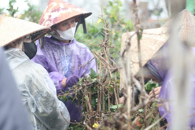 Vẻ đẹp "hút hồn" của mai vàng Bình Định, sản phẩm vừa nhận văn bằng bảo hộ chỉ dẫn địa lý- Ảnh 7.