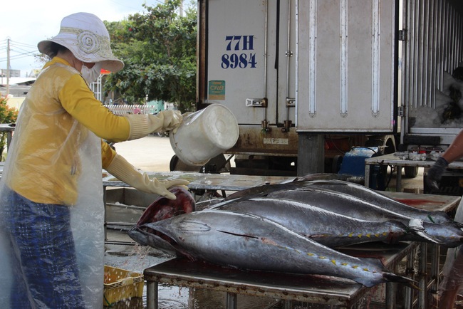 Trúng "đậm" cá ngừ đại dương, đầu năm ngư dân Bình Định hăng hái ra khơi đánh bắt xuyên Tết- Ảnh 2.